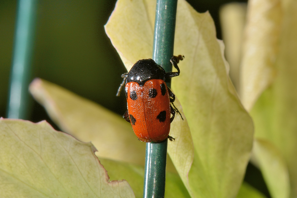 Cryptocephalus loreyi? Sì.